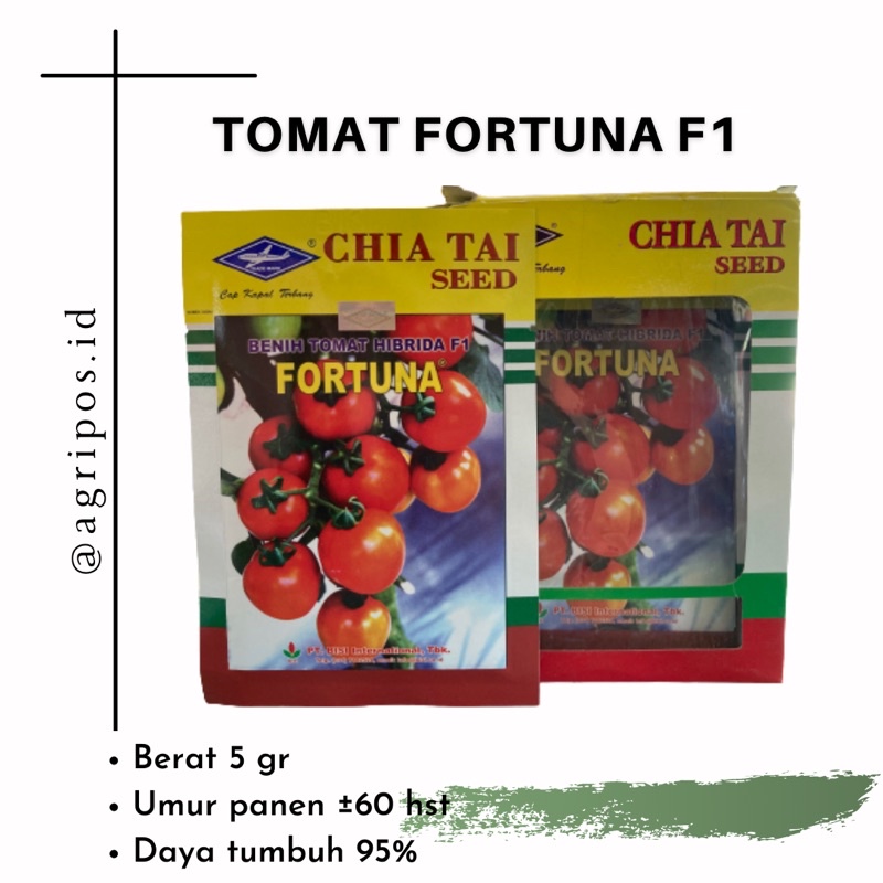 BENIH TOMAT FORTUNA CAP KAPAL TERBANG