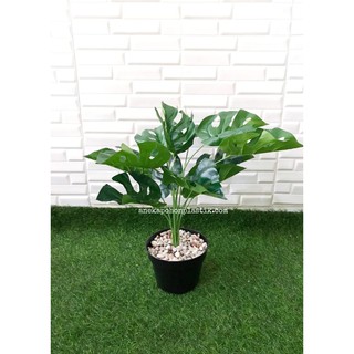 Pohon Daun Monstera X12 Semi Latek Pot  Anyaman  Seagrass 