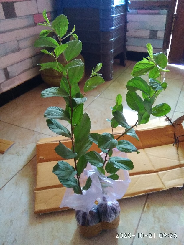 Bidara Arab Sidr #2 Pcs#