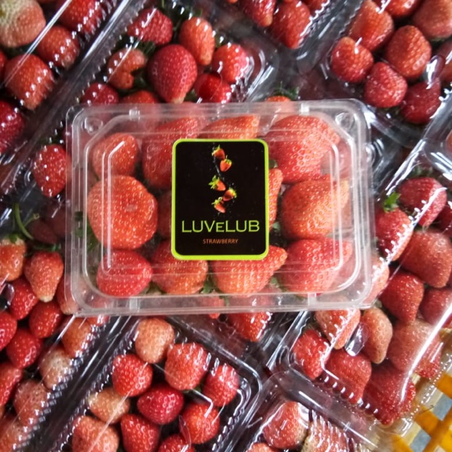 

STRAWBERRY FRESH-Buah Segar Strawberry