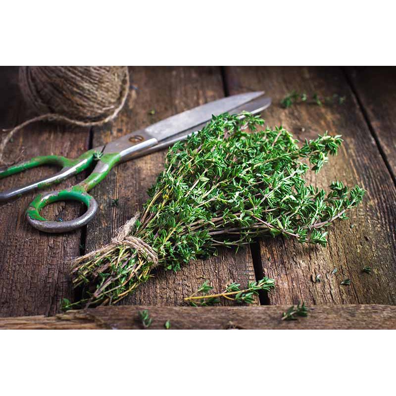 Benih Bibit Biji - Daun Thyme Timi Herb Seeds - IMPORT