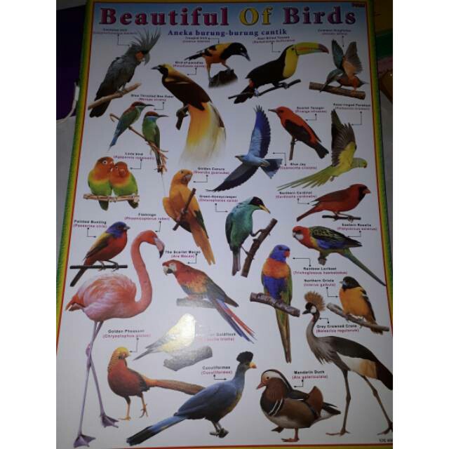 70 Koleksi Gambar Burung Cantik Terbaik