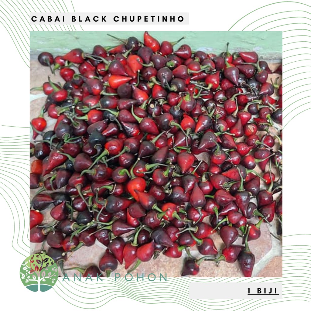 Benih Bibit Biji - Cabai Black Chupetinho Cabe Susu Bali Hitam Pepper Seeds - Buah Sangat Produktif