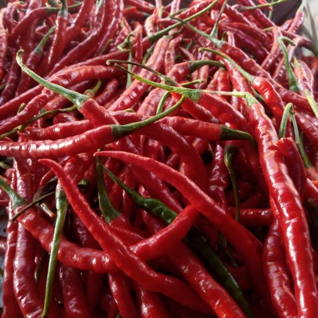 

Cabe merah keriting