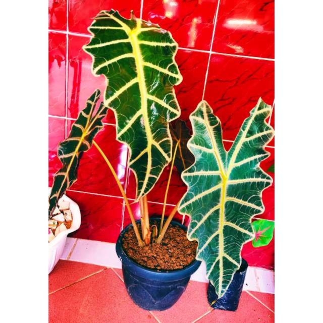 Keladi amazon super besar sangat cocok untuk indukan