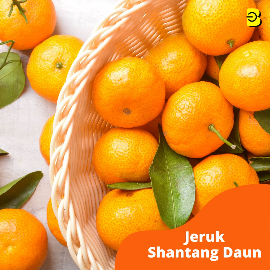 

BUAH JERUK SHANTANG DAUN | JERUK SHANTANG DAUN 1KG BANDUNG | BUAH SEGAR MURAH