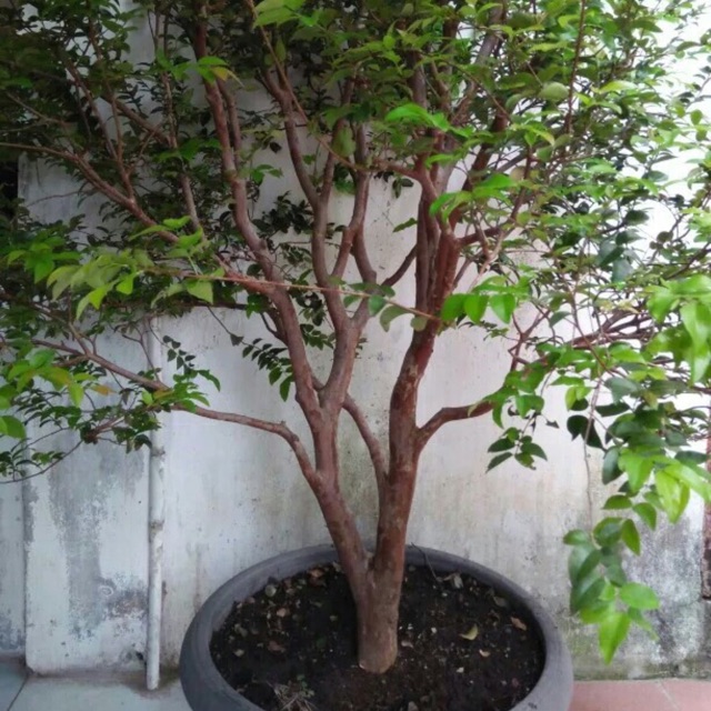 Tanaman Buah Jaboticaba / Anggur Pohon