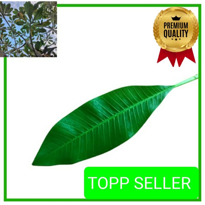 

DAUN KAMBOJA FRESH ORGANIK 1000 GRAM