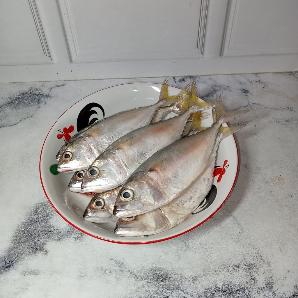 

Ikan Kembung Perempuan