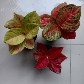  Aglonema  WULANDARI Shopee Indonesia