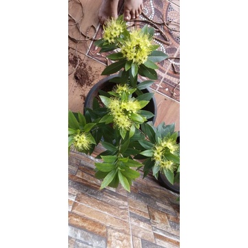 santos temon, santos lemon, santos