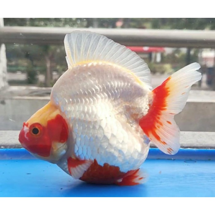ikan mas koki ryukin red white fancy / ikan hias aquarium