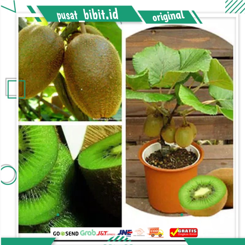 

bibit kiwi super murah