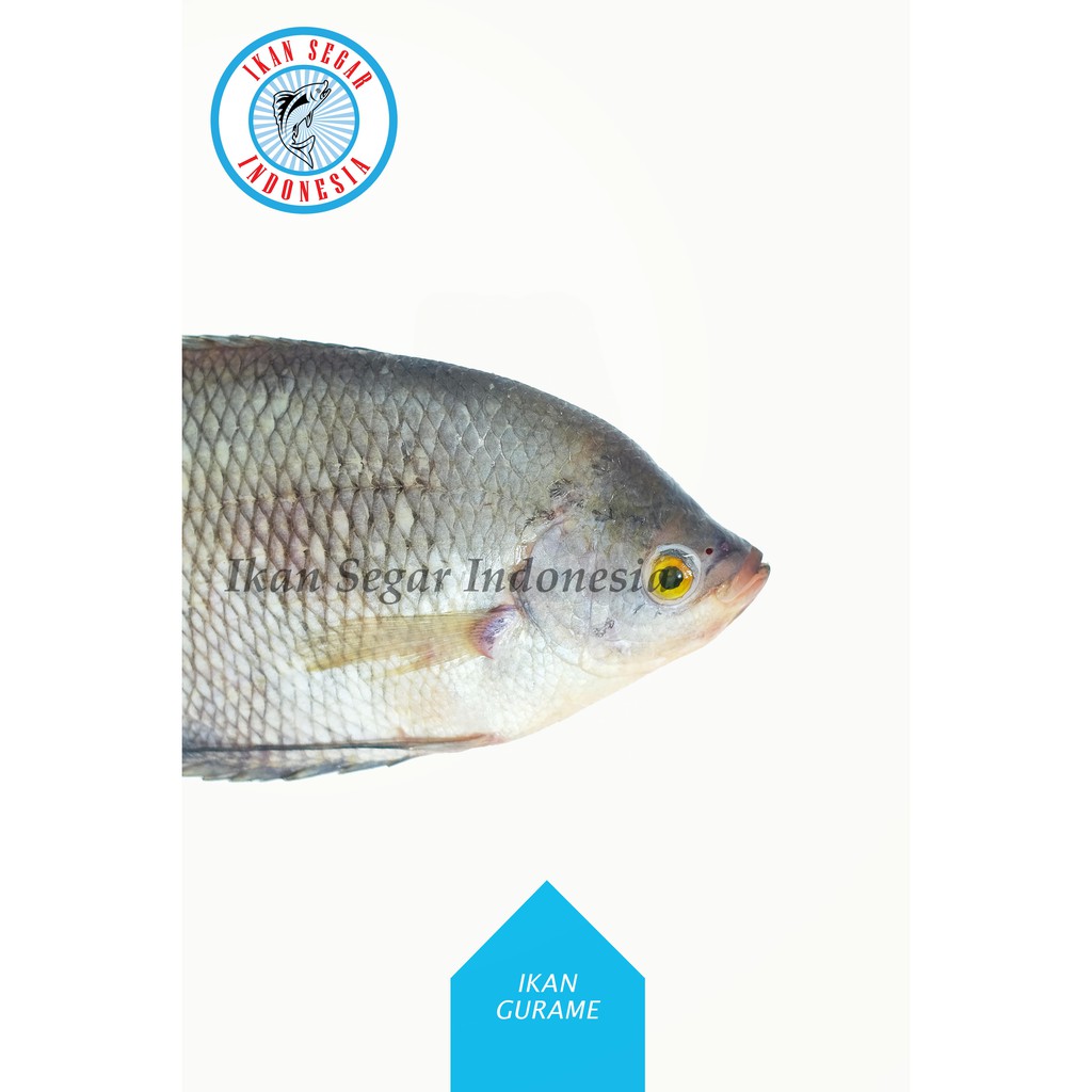 

IKAN GURAME FRESH/ 2-4 ekor / 900-1000 gr