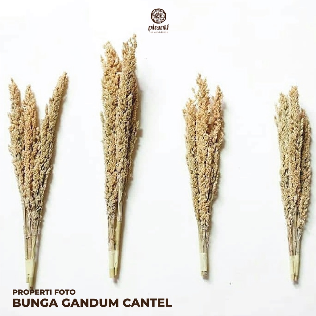 PIRANTI PROPERTI BUNGA HIASAN TANAMAN BUNGA GANDUM PAMPAS GANDUM KERING FOTO PHOTO DEKORASI MURAH