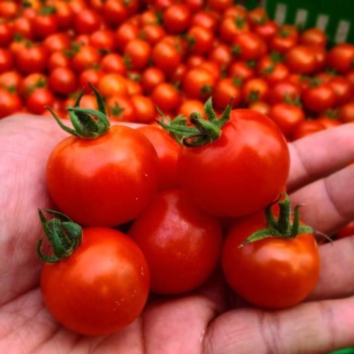 

Tomat Cherry / Red Currant / Tomat Cherry Fresh