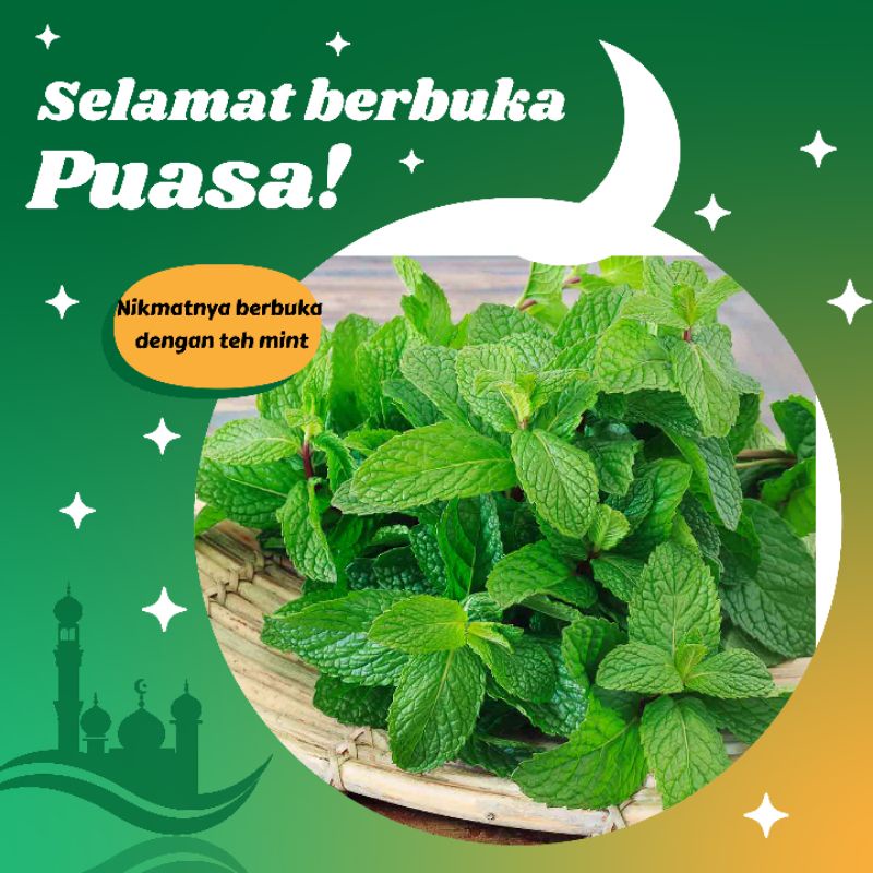 

Pohon Mint