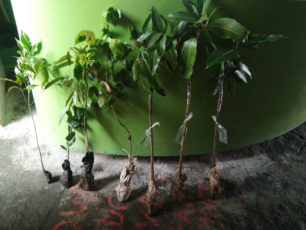 Bibit Bunga Camelia Supermurah