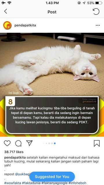 Wipol Classic Pine Btl 450 Ml/eramart