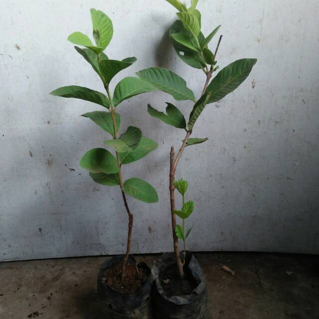 Bibit Jambu Biji Bangkok