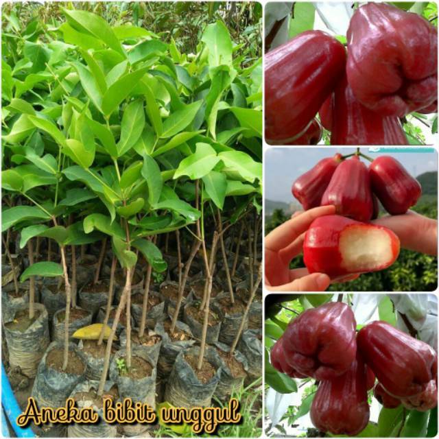 BIBIT JAMBU MADU DELI MERAH