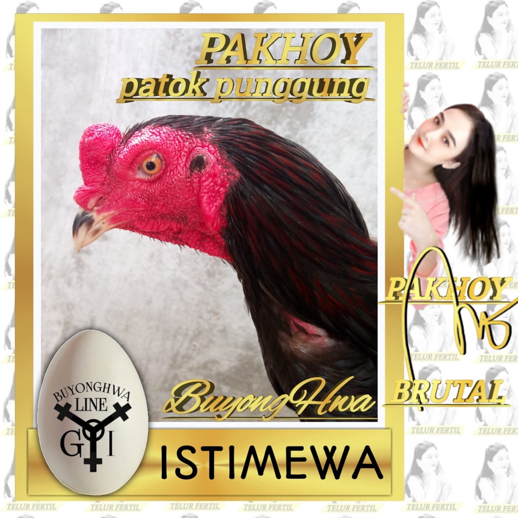 Ayam Bangkok Pakhoy Patok Punggung asli aduan thailand Super Brutal Telur Fertil perbutir