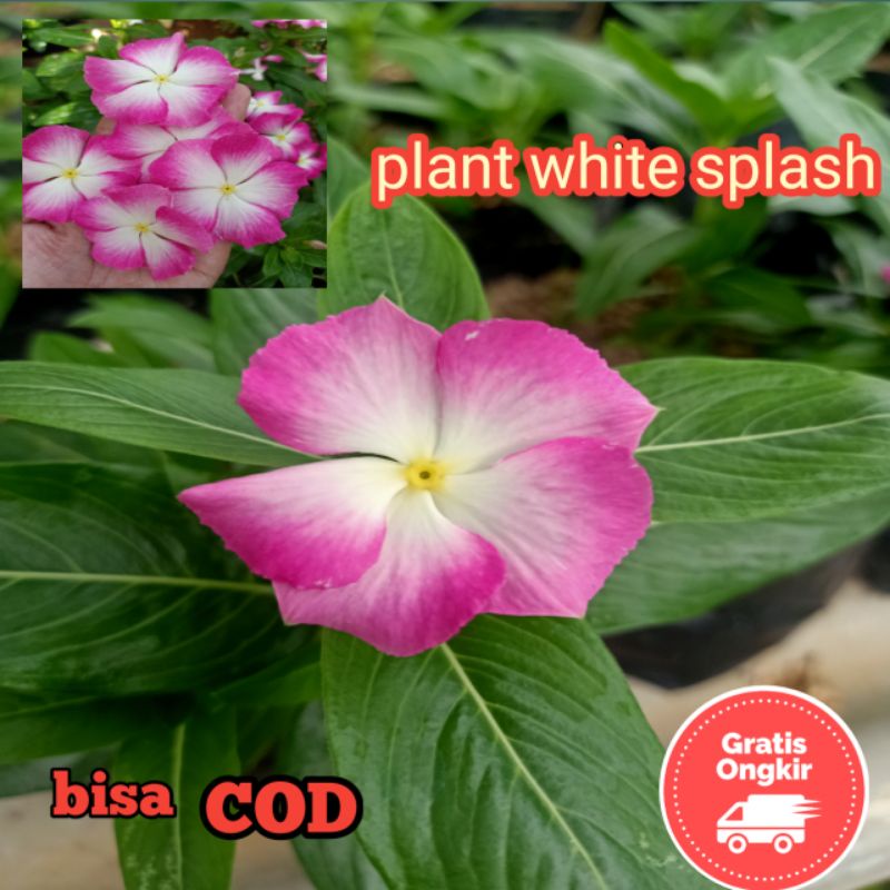 BIBIT TANAMAN HIDUP VINCA JEPANG WHITE SPLASH.VINCA GANTUNG