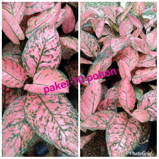 Bunga aglonema lady Valentine paket 10 pohon