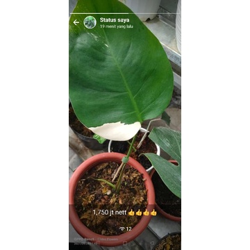 Monstera Varigata albo
