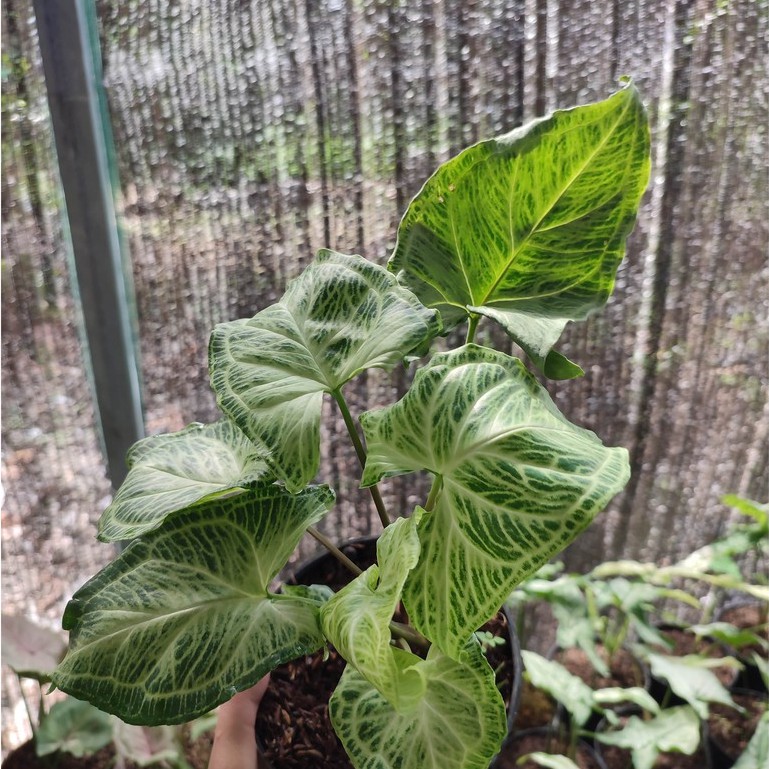 Bunga Murah Syngonium Batik Tanaman Hias Singonium Cantik