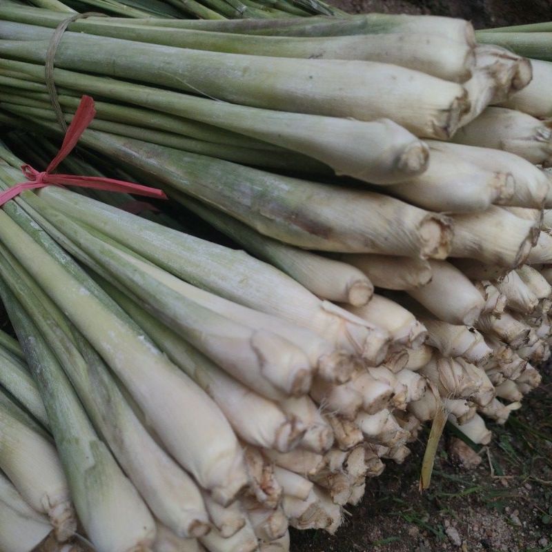 

SERAI Fresh 1kg Hasil Kebun Sendiri