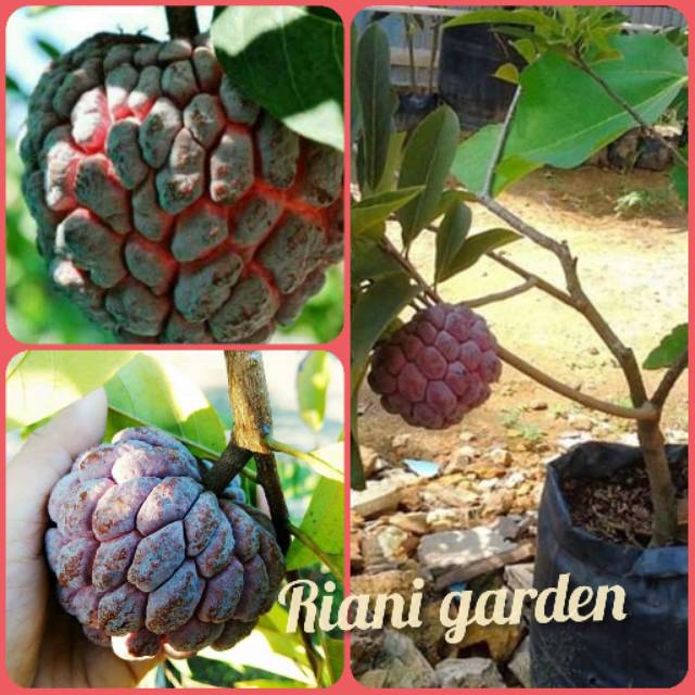 BIBIT BUAH SRIKAYA MERAH