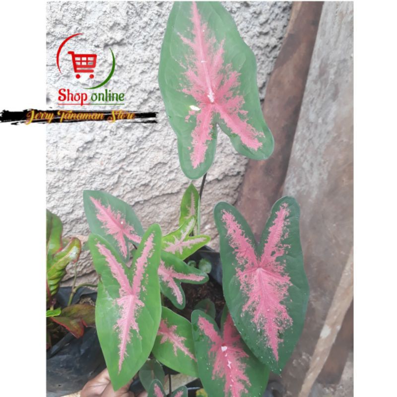 Tanaman hias-Keladi Pink Rabbit-bibit keladi pink Rabbit-Keladi pink Kelinci