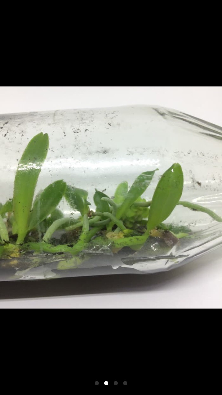 Bibit Bunga Anggrek Bulan Phalaenopsis Anggrek Botol