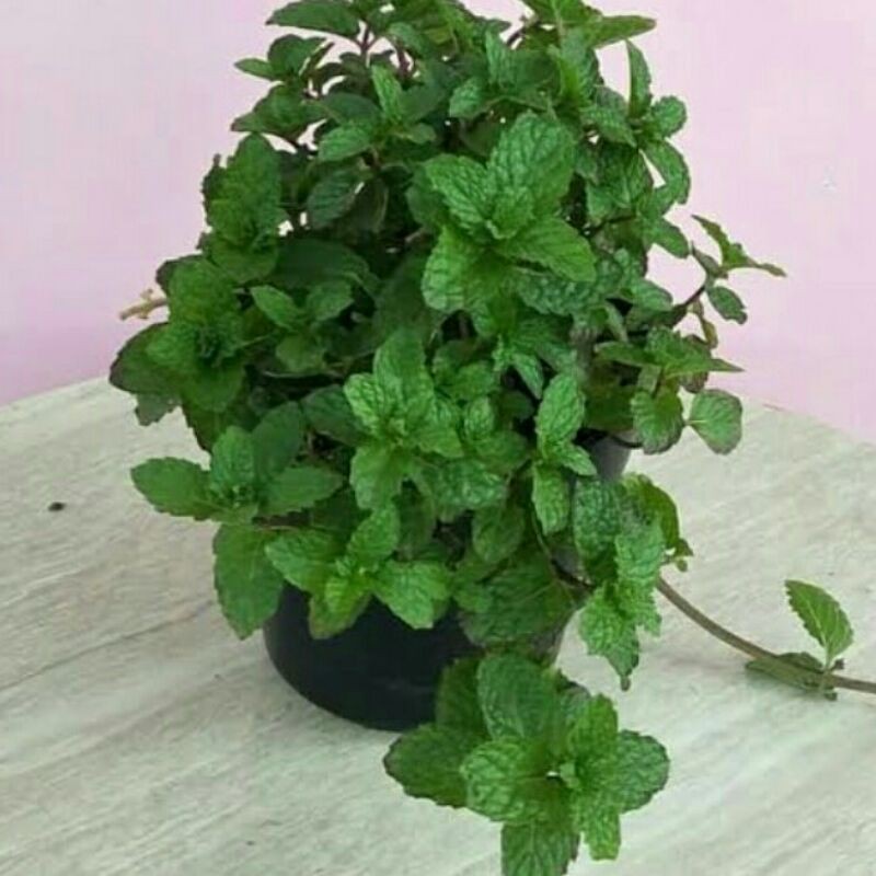 

DAUN MINT PER IKAT - LALABAN PER 100 GRAM