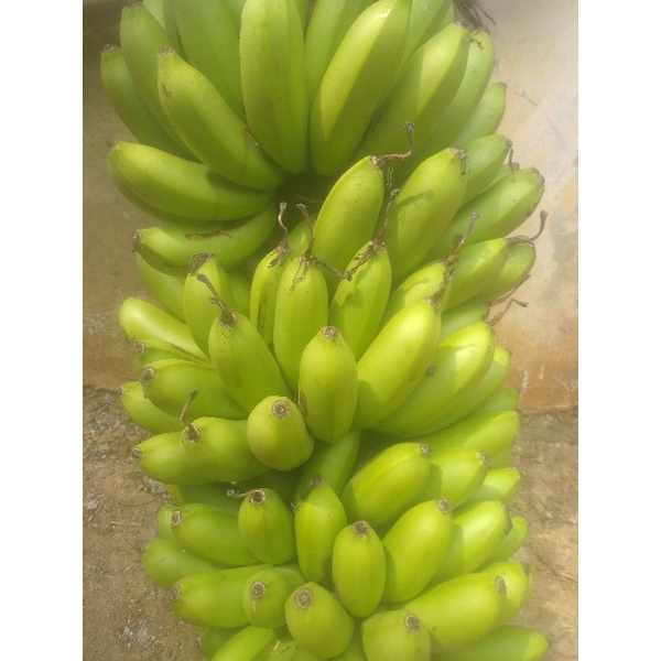 

pisang emas
