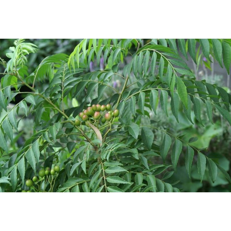 

Daun Kari/Salam Koja