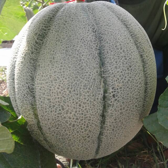 

GIANT MELON