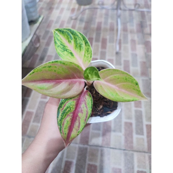 aglonema jameela Jackpot