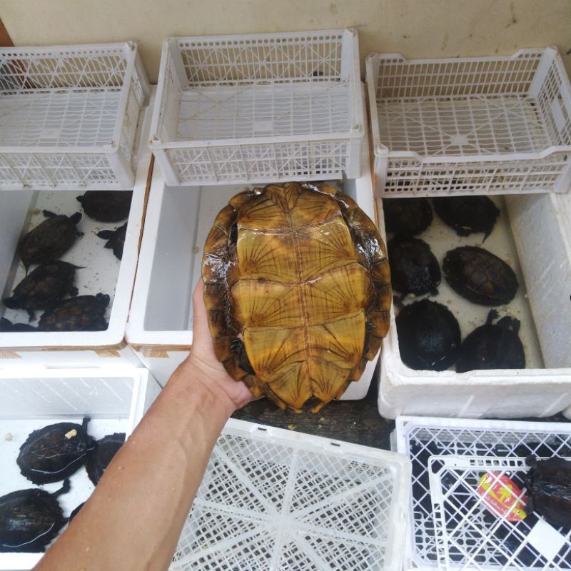 TERMURAH KURA DAUN DENTATA UKURAN 15CM SD 18CM