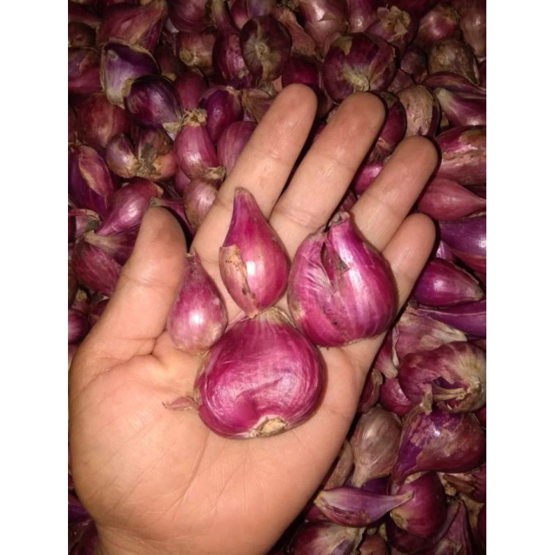 Bawang merah probolinggo/bawang merah super/bawang merah besar 1kg