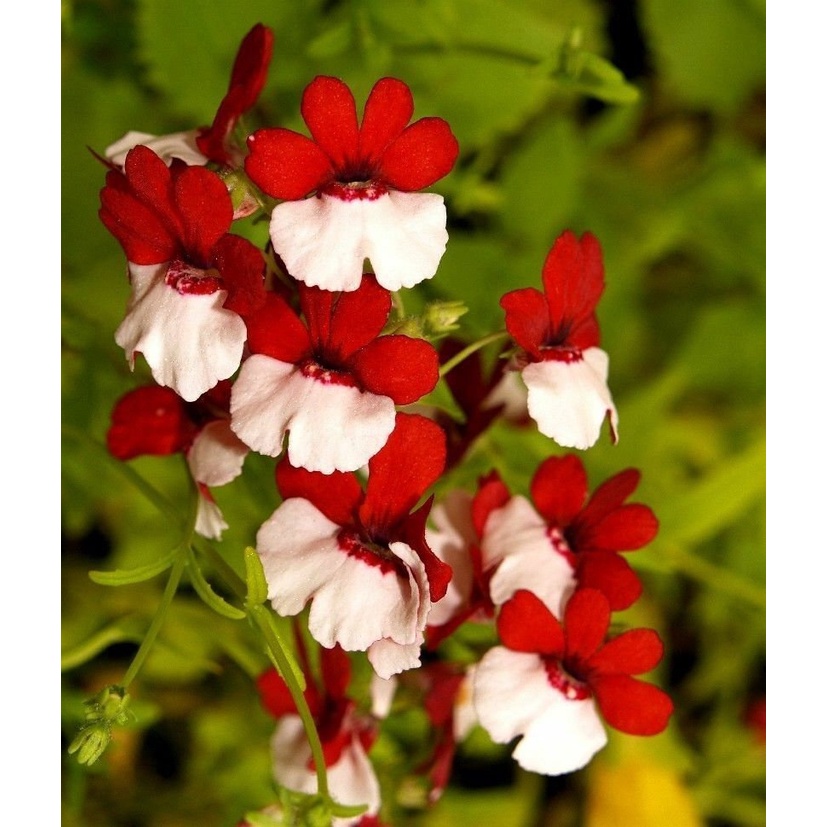 Benih Bibit Biji - Bunga Nemesia Strumosa Red &amp; White Seperti Bendera Merah Putih Indonesia Flower Seeds - IMPORT