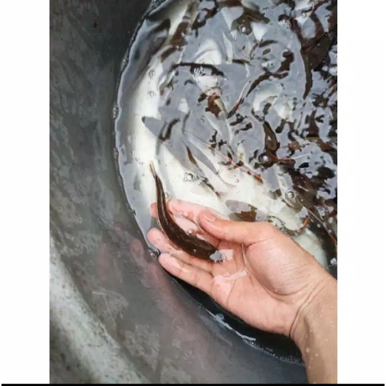 ikan gabus toman 12cm