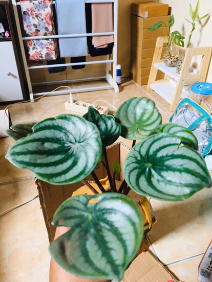 Peperomia Watermelon