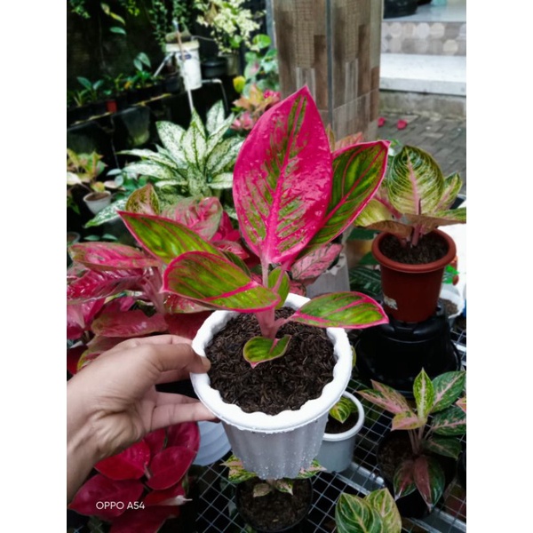 aglonema kanza / aglo kanza