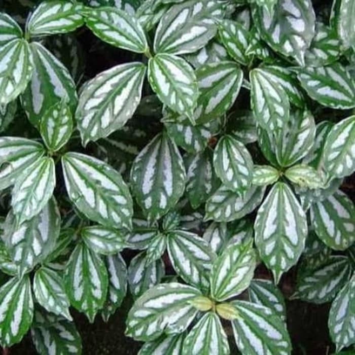 tanaman hias daun mutiara (Tanaman hias hidup indoor murah besar dan rimbun--bunga hias hidup-kembang asli)