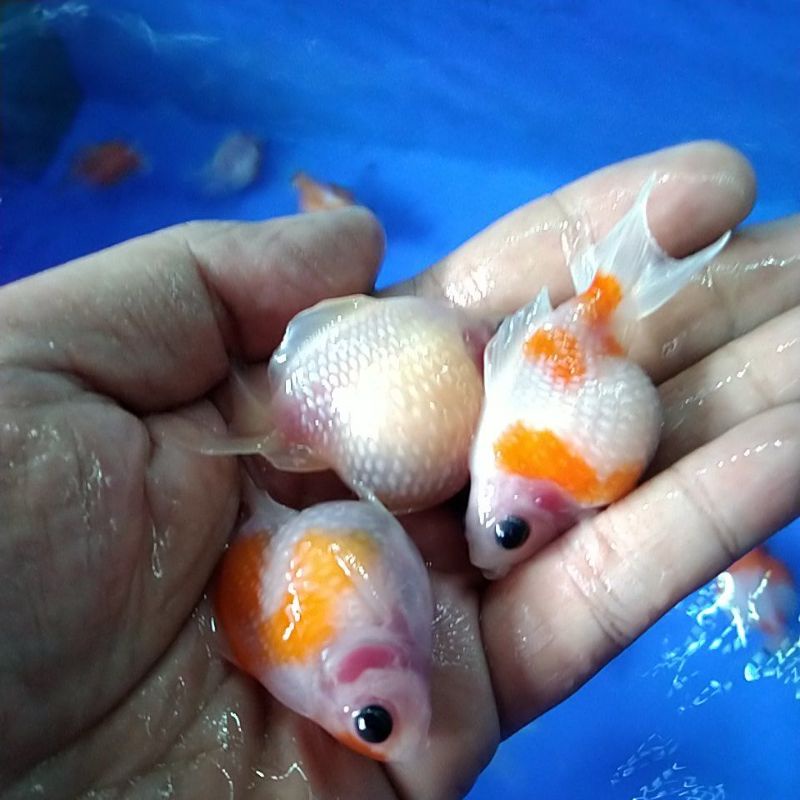 Ikan hias mas koki Mutiara Tikus