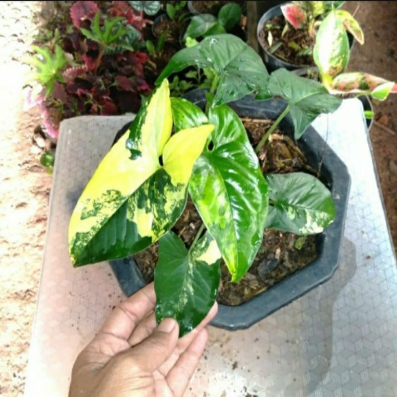 Tanaman hias syngonium kuning varigata 01