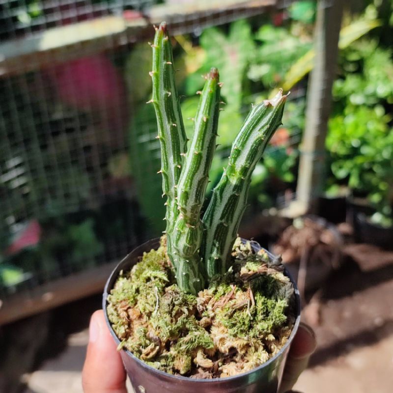 Kaktus Pensil Senecio Stapeliiformis unik