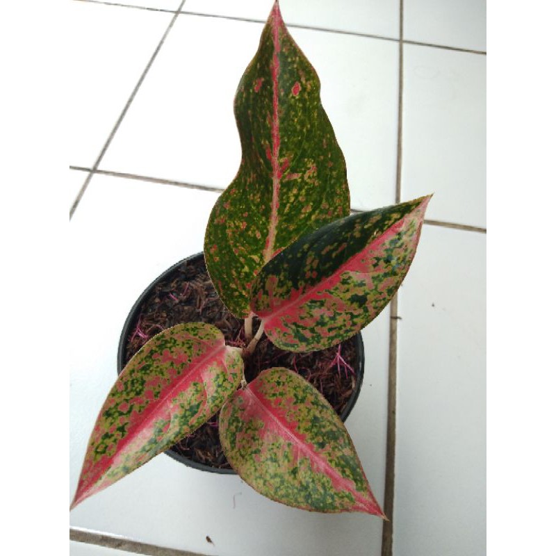 aglonema srikandi thailand.